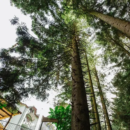 Zelenyy Bir * Skhidnytsia